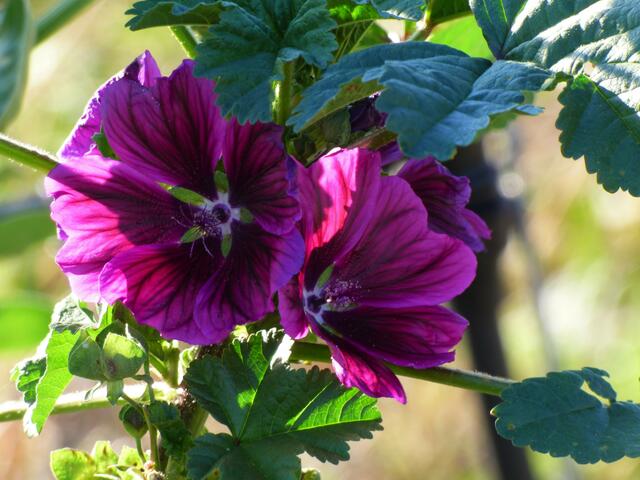 Eine Malve blüht auch im November in den Weinbergen noch kräftig und leuchtend.