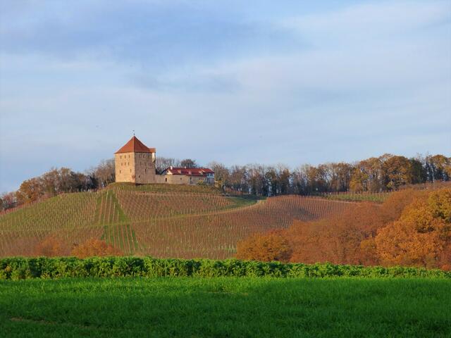Ein letzter Blick zur Burg Wildeck über den von der Abendsonne rötlich angestrahlten Weinbergen.