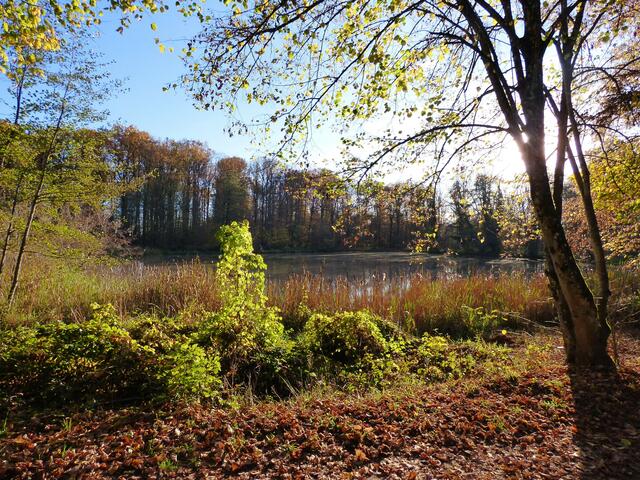 Der Annasee befindet sich schon auf Beilsteiner Gemarkung. Hier ruht er in der Nachmittagssonne.