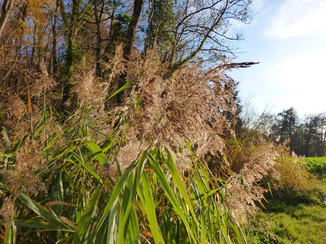 Schöne Gräser am Wegesrand.