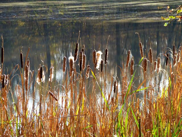 Die Rohrkolben am Ufer leuchten in der Sonne.