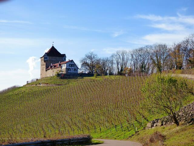 Die Weinberge liegen der Burg zu Füßen.