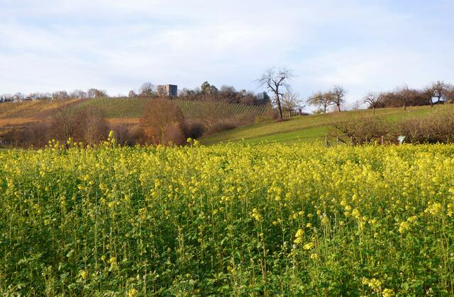 Die runde ist fast beendet - Burgruine Helfenstein rückt wieder ins Blickfeld.