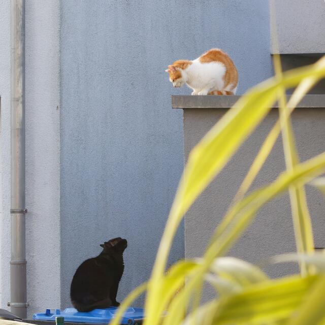 Immerhin ging es ohne Geschrei / At least it went without shouting