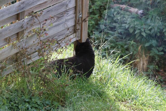 wehe er kommt in meinen Garten! / He better not come into my garden!