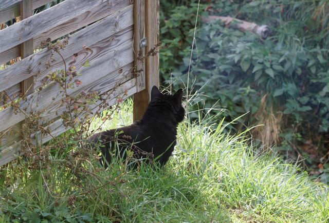 ach ne, er sitzt ja noch da oben, der alte Feigling! / Oh, he is still sitting up there, the old coward!