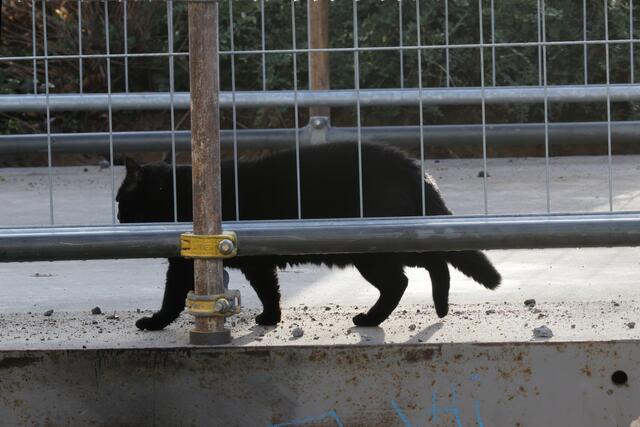 auf dem Heimweg über die Behelfsbrücke / on the way home over the temporary bridge