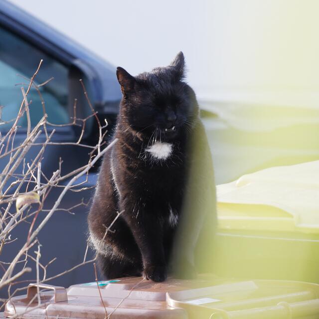 ich zeig ihm Mal die Zähne ... / I show him my teeth ...