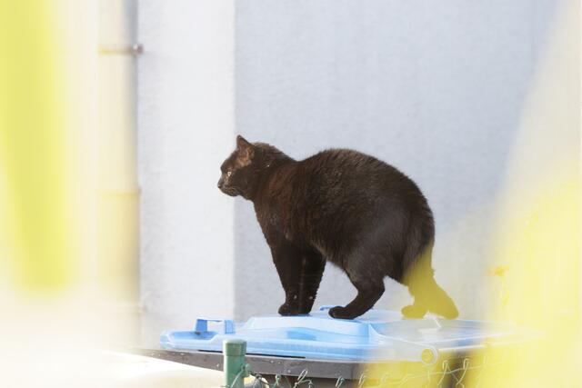 ... ich gehe wegen ihm! ... I am leaving because of him!