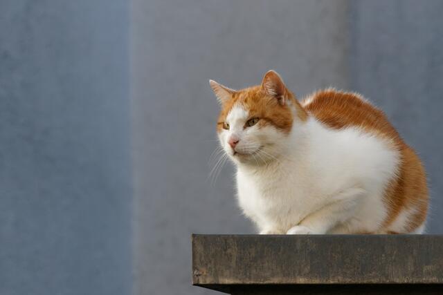 Ich bin ja soooo cool und entspannt.... Lass mich doch heute nicht vom schwarzen Jungspund rausfordern / I am so cool and relaxed.... Don't let the young black guy challenge me today.