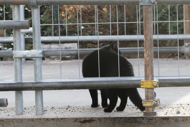 verfolgt er mich auch nicht? / he's not following me either?