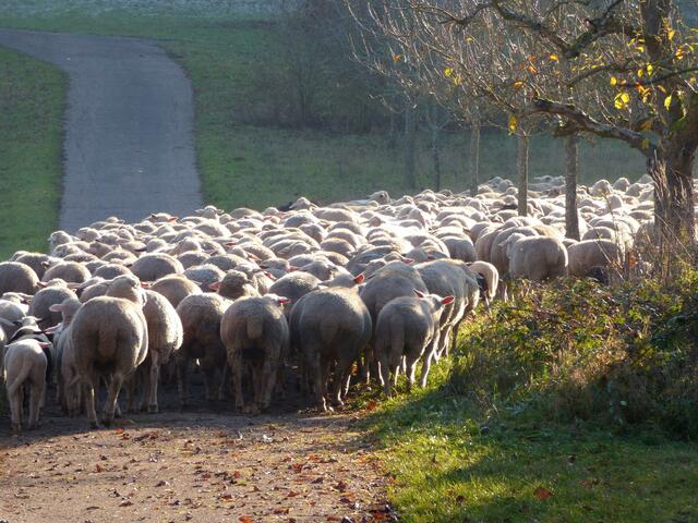 Eine wirklich große Schafsherde.