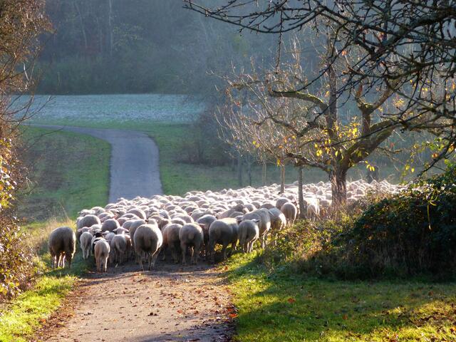 Bald ist die Herde hinter der Hecke verschwunden.