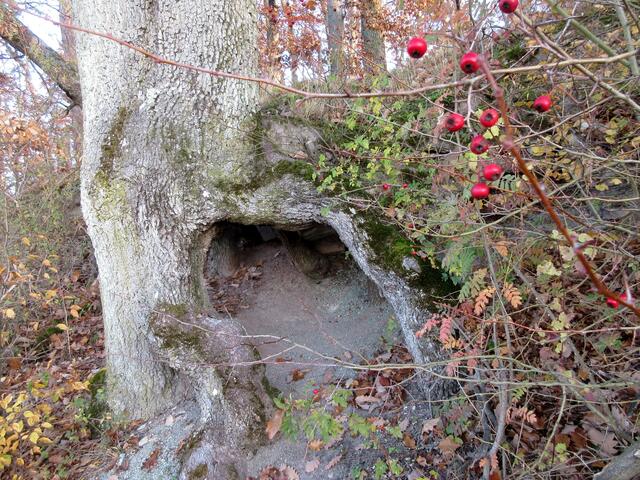 Ein Baum, der über einen anderen gewachsen ist. Der Stamm darunter über die Jahre verrottet, ergibt nun die "Höhle".