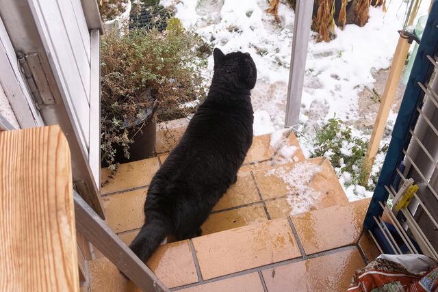 ob Sammy bei dem Wetter rauskommt?