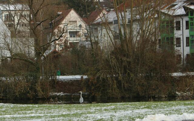 Graureiher am Kocher