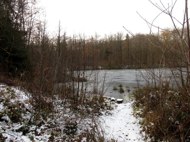 Brühlbachtal, hier führen Spuren ans Wasser... da waren Rehe unterwegs.