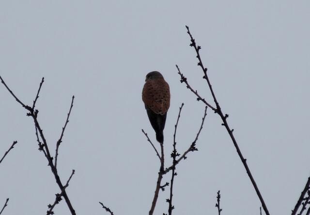 Das ist ein Turmfalke, ein Rüttler. Er flog gleich nach dem Foto auf und stand in typischer Rüttelhaltung über dem Feld.