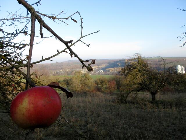 Wieviel Obst am 8. Dezember noch auf den Bäumen hängt.
