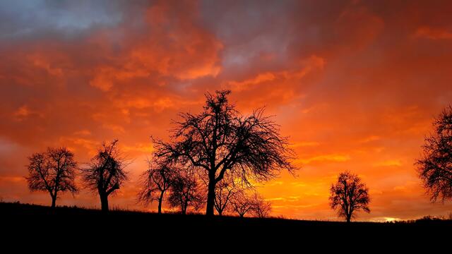 Bild des Monats Januar (Hohenlohe) von Heimatreporterin Stephanie Rüdele: Sonnenaufgang bei Zweiflingen-Eichach. | Foto: Stephanie Rüdele