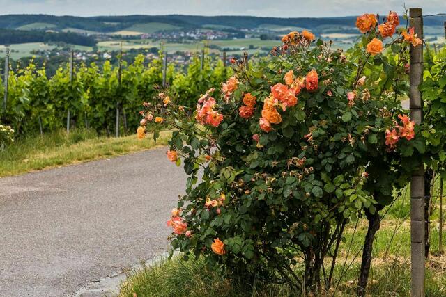 Bild des Monats Juni (Hohenlohe) von Heimatreporterin Barbara Ziech: Der Blick Richtung Horizont umrahmt von Rosen und Weinreben. | Foto: Barbara Ziech