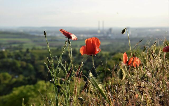 Bild des Monats Mai (Unterland) von Heimatreporter Uwe Heimberger: Klatschmohn. | Foto: Uwe Heimberger