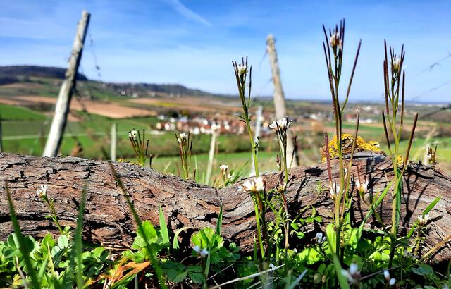 Bild des Monats März (Hohenlohe) von Heimatreporterin Stephanie Rüdele: Landschaft & Natur genießen. | Foto: Stephanie Rüdele