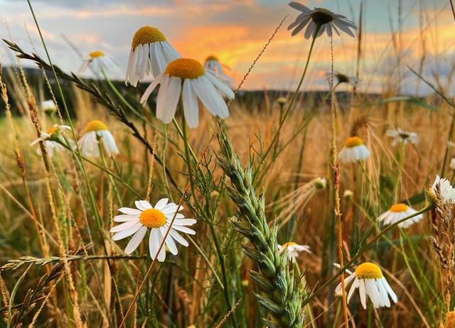 Bild des Monats Juli (Unterland) von Heimatreporterin Moni Bordt: Gold - die Trendfarbe der Natur im Juli. | Foto: Moni Bordt