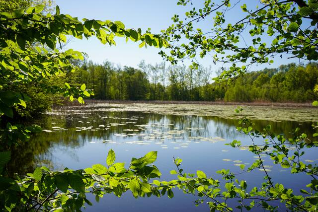 Bild des Monats April (Unterland) von Heimatreporter Ulrich Seidel: Fotospaziergang rund um den Bleichsee bei Löwenstein. | Foto: Ulrich Seidel