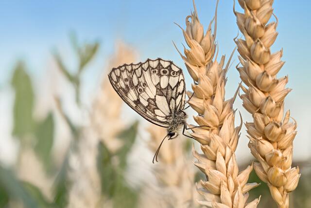 Bild des Monats Juli (Hohenlohe) von Heimatreporter Rüdiger Reingräber: Schachbrettfalter im Kornfeld. | Foto: Rüdiger Reingräber