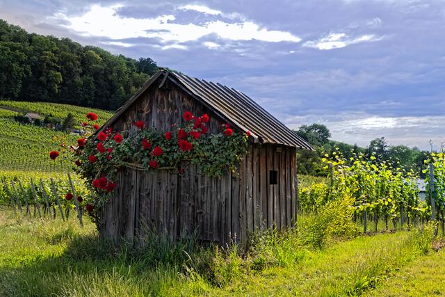 Bild des Monats Juni (Unterland) von Heimatreporterin Uschi Pohl: In den Heilbronner Weinbergen blühen die Rosen. | Foto: Uschi Pohl