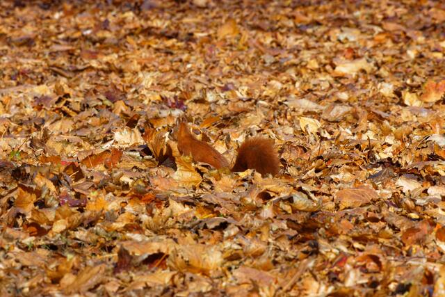 Bild des Monats November (Unterland) von Heimatreporter Wolfgang Kynast: Suchbild. | Foto: Wolfgang Kynast