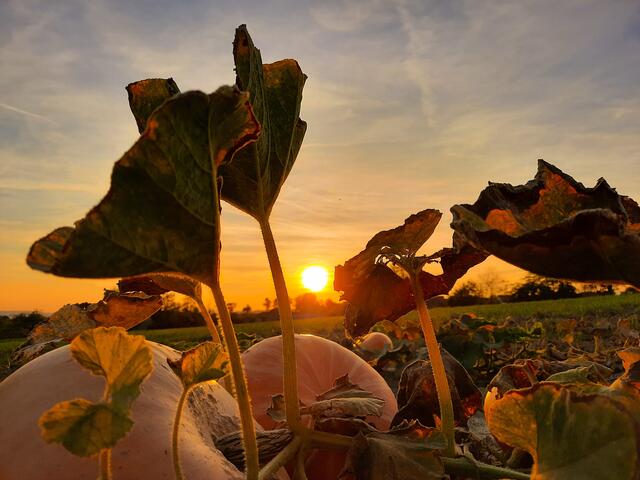 Bild des Monats September (Hohenlohe) von Heimatreporterin Stephanie Rüdele: Herbstlich. | Foto: Stephanie Rüdele