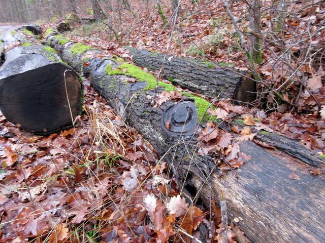 Eine spannende Geschichte könnte man sich hier ausdenken. Wie kommt der Pferdehuf auf den Baum?