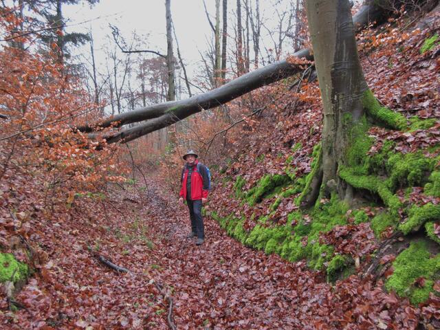 Nachdem uns der Halsgraben der Burg Rotenberg beim diesem rutschigen Boden doch etwas zu steil war, drehten wir um und gingen über diesen wunderbaren Hohlweg um das Naturdenkmal herum.