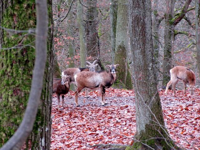Dann wollten die meisten der Wildschafe uns aus dem Weg gehen, doch ein paar schienen uns zu fragen: "Was wollt ihr denn hier?"
