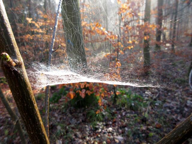 Zuerst nur ein verlassenes Netz in der Sonne...
