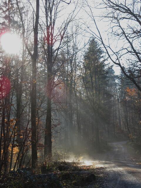 Hier sieht man bei genauer Betrachtung die sich der Nebel vom Weg abhebt.