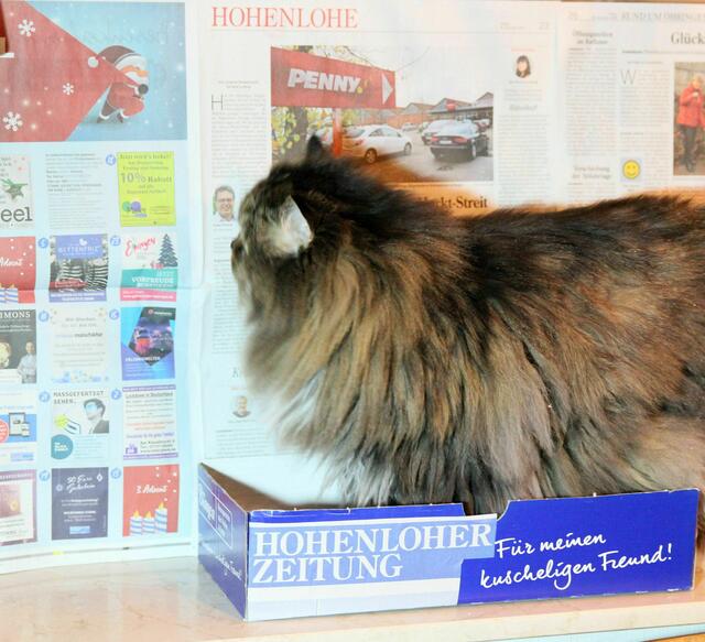 Endlich - geschafft! Für einen kurzen Moment hat sie die Zeitung gelesen. Die Zeit war allerdings zu kurz zum Scharfstellen.