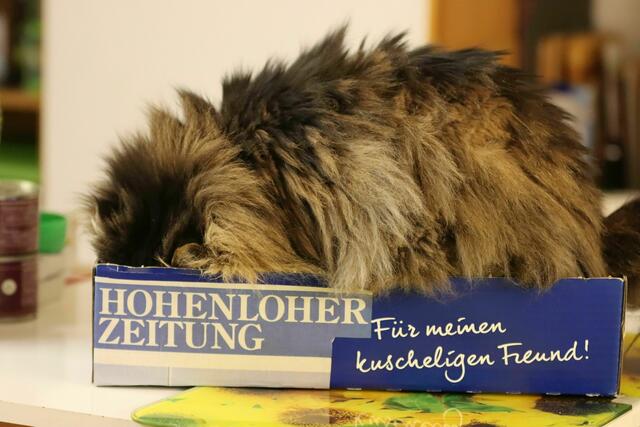 Mit Leckerlies konnte ich ihr dann ...