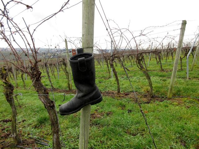 Was macht der Stiefel im Weinberg? Hat ihn der Weihnachtsmann verloren?