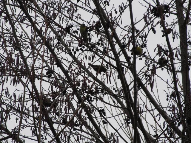 In der Vergrößerung findet man die Vögelchen. Zuerst dachte ich an Grünfinken, dafür waren sie aber zu klein. Erlenzeisig, das passt. Wer es besser weiß bitte melden, wir lernen gerne dazu.