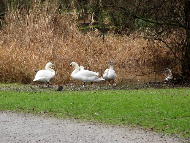Eine Familie mit 5 jungen Schwänen, da es sich dabei um einen Haushalt handelt, ist der Aufenthalt im Freien wohl kein Problem.