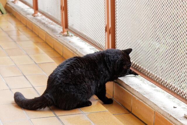 und das Efeu hab ich auch gleich!