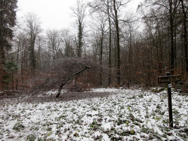 Das Naturdenkmal ist abgegangen, aber noch auf der Karte verzeichnet.