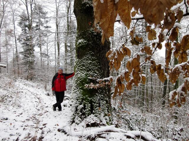 Ein besonderer Baum