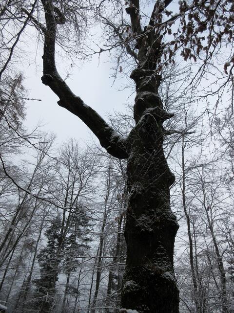 Hier in ganzer Größe. Scheint aber kein Naturdenkmal zu sein.