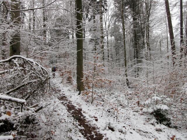 Der Wald frisch verschneit.