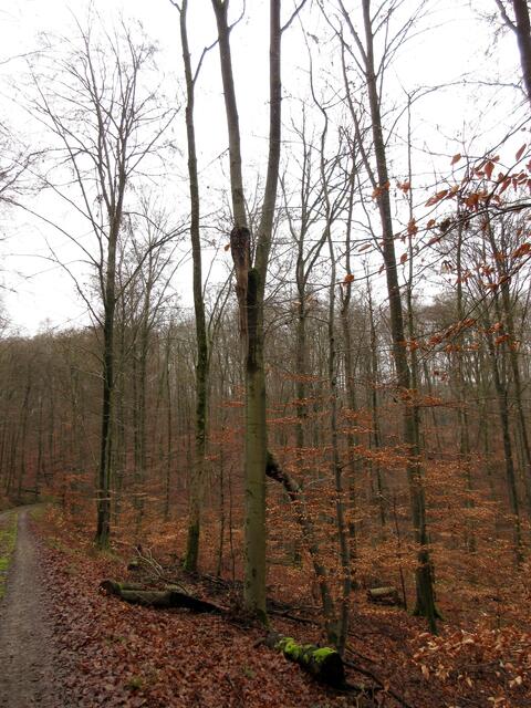 Der Sagenwald zwischen Dimbach und Cleversulzbach lässt auch die Bäume aus der Form wachsen.