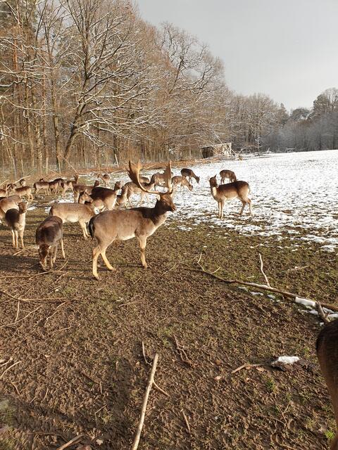 Erster Schnee am 07.01.2021 am Damwildgehege